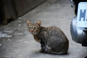Aplikasi Mencari Kucing Hilang